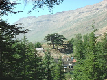 Cedars